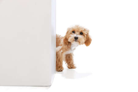 Beautiful pedigree puppy, Maltipoo dog isolated over white studio background. Concept of care,...