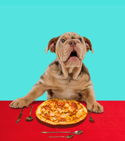 Cute Merle French Bulldog sitting at the table and eating pizza. Italian food loverの写真素材