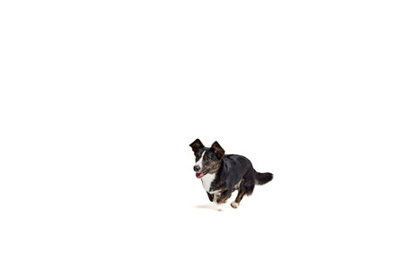 Studio shot of Welsh Corgi Cardigan Dog Isolated on White Background. Concept of beauty, fashion, show, animal lifeの写真素材