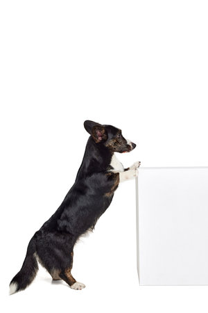 Portrait of white-black Welsh Corgi Cardigan Dog Isolated on White Background. Concept of beauty, fashion, show, animal lifeの写真素材