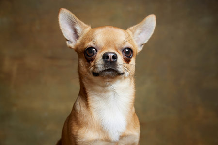 Closeup cute pale yellow color chihuahua dog looking at camera isolated on retro background background. Concept of dogs fashion, animal lifestyle, vet, careの写真素材