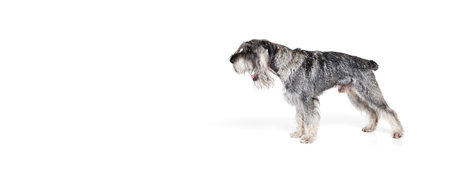 Portrait of adult Schnauzer dog posing isolated over white background. Concept of domestic animal,...