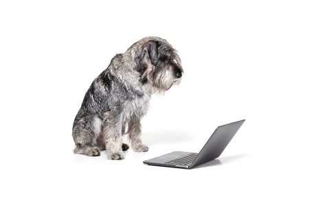 One purebred dog Mittelschnauzer sitting and looking at laptop screen isolated over white...