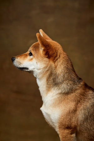 Profile view of beautiful golden color Shiba Inu dog posing isolated over dark vintage background. Concept of animal life, care, health and purebred pets.の写真素材