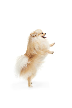 Little purebred dog, cream color pomeranian Spitz dog isoltaed over white studio background. Pet look happy, groomed and calm. Care, fashion, animal and adの写真素材