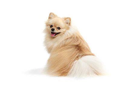 Back view of cute small sand color pomeranian Spitz, doggy or pet posing isolated over white background.の写真素材