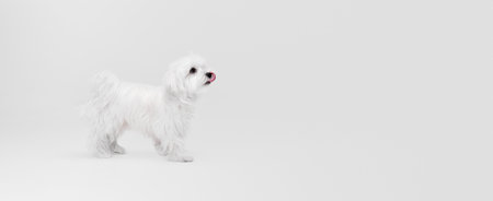 Studio image of cute white Maltese dog posing, calmly walking isolated over light background. Flyer imageの写真素材
