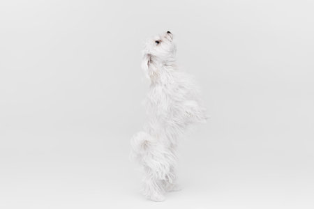 Studio image of cute white Maltese dog posing, standing on hind legs isolated over light backgroundの写真素材