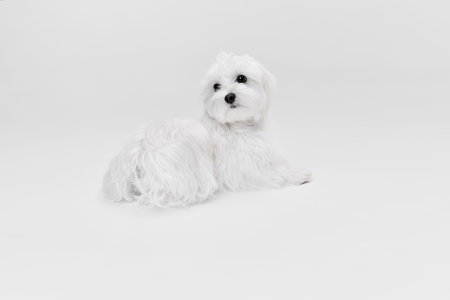 Studio image of cute white Maltese dog posing isolated over light background. Lying and looking with interestの写真素材