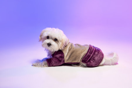Studio image of cute white Maltese dog posing, lying isolated over gradient blue purple background in neon lightの写真素材