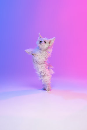 Studio image of cute white Maltese dog dancing on hind legs isolated over gradient blue purple background in neon lightの写真素材
