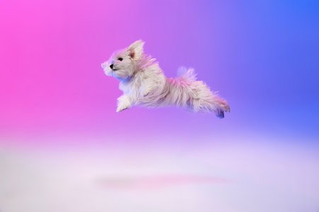 Studio image of fluffy white Maltese dog running isolated over gradient blue purple background in neon lightの写真素材