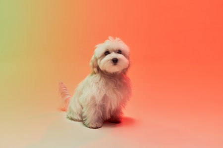 Studio photo of cute white Maltese dog sitting isolated over gradient orange background in neon...