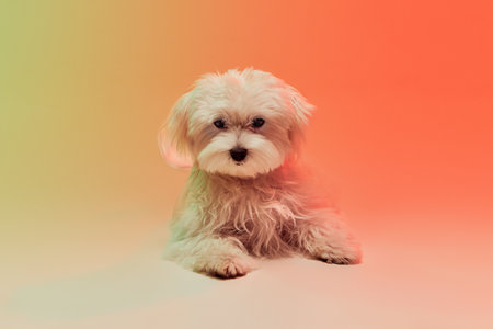 Studio photo of cute white Maltese dog leaning on table isolated over gradient orange background in...