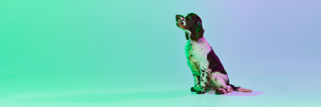 Studio image of beautiful dog, english springer spaniel posing, calmly sitting over gradient green...