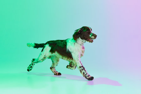 Studio image of active dog, english springer spaniel posing over gradient green purple studio...