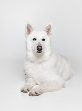 Portrait of beautiful smart calm White Swiss Shepherd Dog lying on floor, posing isolated over grey...
