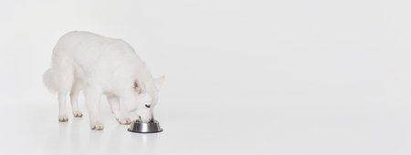 Studio shot of White Swiss Shepherd Dog posing, drinking water from bowl isolated over grey...
