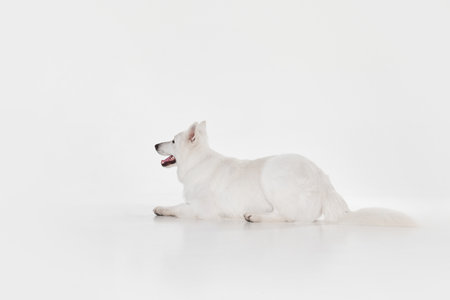 Waiting. Studio shot of White Swiss Shepherd Dog posing, calmly lying on floor isolated over grey...