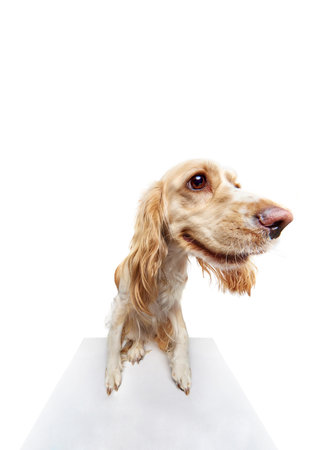 Studio fish-eye image of beautiful dogs muzzle, english cocker spaniel looking at camera against white background.の写真素材