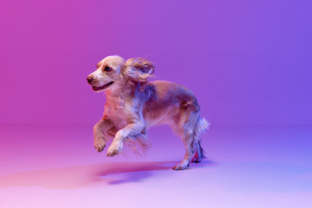 Studio image of beautiful dog, playful english cocker spaniel running against gradient pink purple background.の写真素材