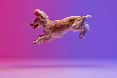 Studio image of smart dog, english cocker spaniel jumping, playing against gradient pink purple background.の写真素材