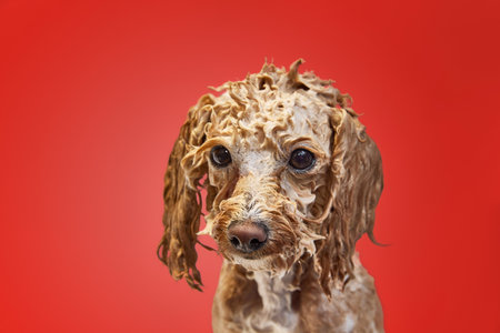 Funny looking, cute, little poodle standing with wet fur and soap, taking bath against red backgroundの写真素材