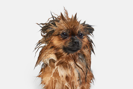 Funny looking little dog calmly standing with wet fur, taking bath against white backgroundの写真素材