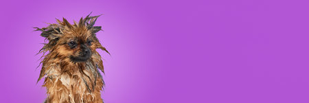 Funny little dog standing with wet fur after bath against purple background. Emotive muzzle
