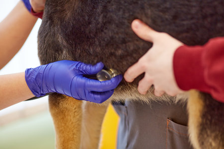 Doctors hands, veterinarian listening to the dog with a stethoscope at clinic. Taking care after...