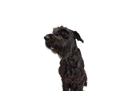Studio image of funny, cute, smart, black Riesenschnauzer dog looking at camera with serious muzzle against white backgroundの写真素材