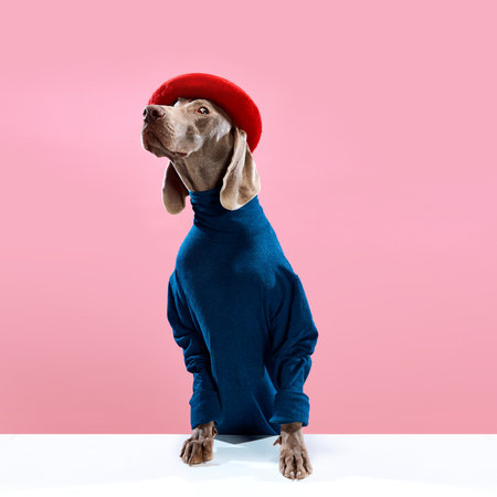 Kind eyes of Weimaraner with brown fur wearing stylish costume with red beret over pink background. Dog clothesの写真素材