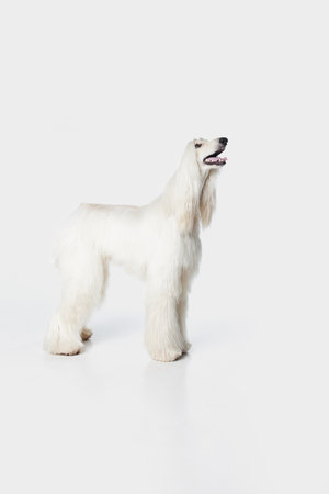 Image of purebred, beautiful Afghan Hound dog standing and attentively looking against white studio backgroundの写真素材