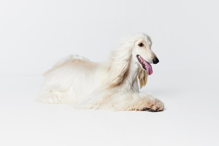 Image of smiling, purebred, beautiful Afghan Hound dog lying on floor against white studio backgroundの写真素材