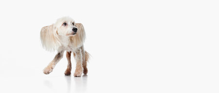 Image of cute, funny looking Chinese Crested Dog walking against white studio background