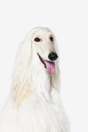 Tongue sticking out. Image of beautiful purered white Afghan Hound dog against white studio...