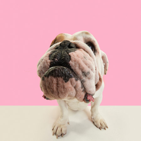 Close-up, funny muzzle of purebred dog, english french bulldog standing against pink studio backgroundの写真素材