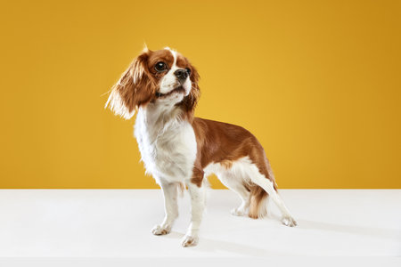 Beautiful, cute, purebred dog of Cavalier King Charles Spaniel standing against yellow studio backgroundの写真素材