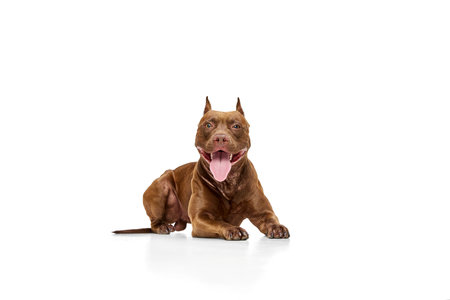 Purebred dog American pitbull terrier lying with tongue sticking out against white studio background. Smilingの写真素材