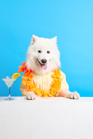 Cheerful, beautiful smiling Samoyed dog with neck colorful floral accessories and cocktail against blue studio backgroundの写真素材