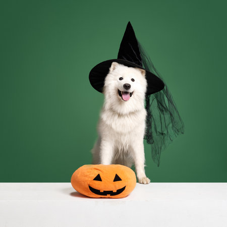 Cheeful white Samoyed dog in black witch hat and pumpkin against green studio background. Halloweenの写真素材