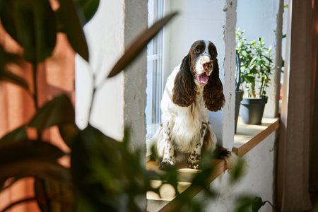 Cheerful, purebred, beautiful dog, english springer spaniel sitting near window at home on warm...