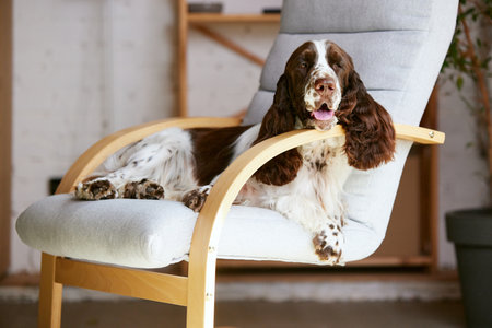 Adorable, purebred dog, english springer spaniel with white brown fur, lying on chair at home and looking at camera.の写真素材