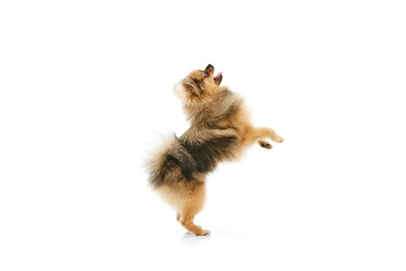 Smart pet. Purebred, small, cute pomeranian spitz dog standing on hind legs over white studio backgroundの写真素材