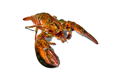 Delicious, fresh seafood, lobster isolated against white background. Food market, restaurantの写真素材