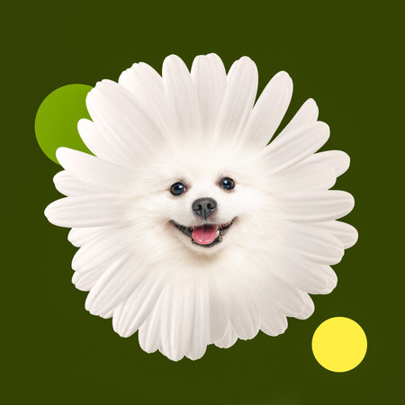 Happy, smiling, cute muzzle of white Spitz do in image of flower against green background. Contemporary art collage.の写真素材