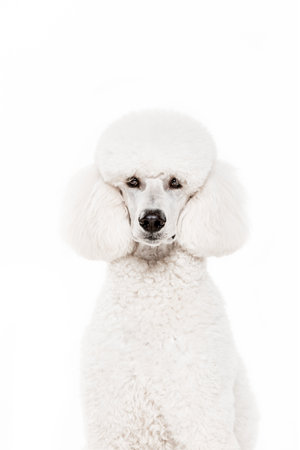 Beautiful white poodle, purebred dog sitting and looking at camera isolated on white studio backgroundの写真素材