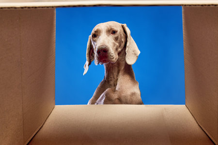Purebred dog, Weimaraner looking into box over blue background. Dogs food, pets care items
