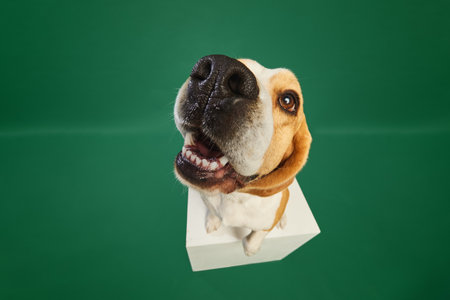 Fish eye effect. Cheerful purebred dog, beagle jumping, playing against green background. Muzzle in...