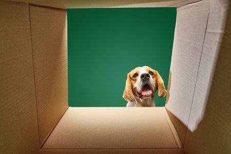 Purebred dog, happy Beagle looking into box over green background. Dogs food, pets care itemsの写真素材